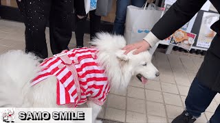 【じぃちゃんサモエド】もれなく順番に、もふもふ挨拶をしていくよ。雨ではない城崎温泉は初めてだね、ご機嫌ですな。