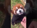 レッサーパンダ かわいい