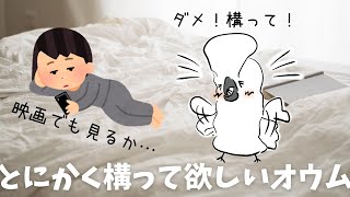 映画を見ようとしたらとにかく構ってほしいアピールの強いタイハクオウム