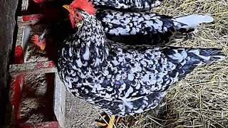 Black Mottled Italianner @beautifulchickenbreeds