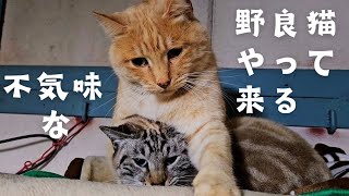 近づいてくるのに唸る野良猫