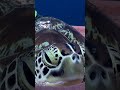 Adorable Sea Turtle Naps in Sponge!