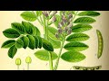 Glycyrrhiza- Atkins Garden Virtual Garden Walk