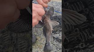 우럭이 계속나와 2025년1월31일 대일수산좌대 #fishing #낚시 #fishingvideos