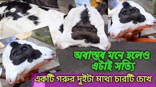 অবাস্তব মনে হলেও এটিই সত্য এক গরুর ২ টি মাথা ৪ টি চোখ।See to know the true facts।