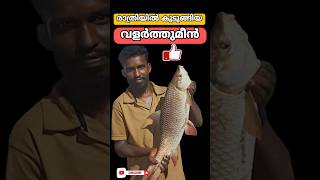 രാത്രിയിൽ കുടുങ്ങിയ വളർത്തുമീൻ #fishing4techvlog#shorts#shortsfeed#viralshorts