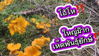 โอ๊ย โอ๊ย สะออนเห็ด มีแต่ดอกใหญ่ๆ #เก็บเห็ด #คนไทยในต่างแดน #mushroom #outdoors #nature