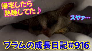 【飼い主が帰宅したらふとんで熟睡してたプラム姫】Bushbaby Plum's Growth Diary ショウガラゴ プラムの成長日記