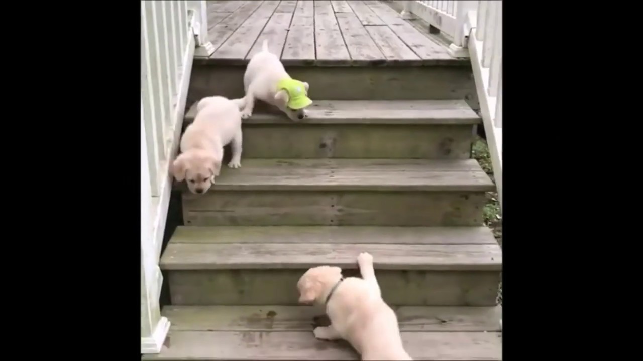 Dog Flying Down Stairs At Taj Rolleston Blog