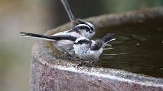 権現山バードサンクチュアリのエナガの水浴び　その２７（4K60P動画）