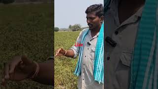 Mulching Chilli Crope #రైతన్న #మిరపలో  పేపర్ తో పెట్టుబడి తక్కువ దిగుబడి ఎక్కువ