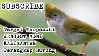42+ Gambar burung yuhina kalimantan terupdate