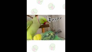 愛ってなかなか伝わらないものなのね #ワカケホンセイインコ #セキセイインコ #funnypets