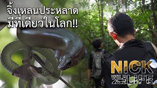 จิ้งเหลนประหลาด มีที่เดียวในโลก!! Nick Wildlife EP.49