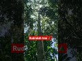 Rudraksh tree #kerala #rudrakshatree #rudraksha #idduki #spicegarden #viralshorts #viral #shorts