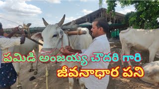 Pamidi anjiiah chowdary gari daily way of life #farmer Junction