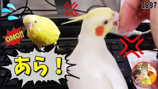 怒るオカメインコに セキセイインコが衝撃の一言を喋る｜Talking  Budgie \u0026 Cute Cockatiel 1297