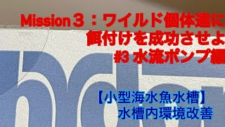 【海水魚水槽】Mission３：ワイルド個体達に餌付けを成功させよ　#3水流ポンプ編