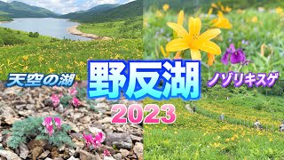 【ノゾリキスゲ見頃】【野反湖2023夏】【コマクサなど季節の花々】【群馬県　中之条町】／4K／Nozori Lake ／Lake in the sky／ Day lily,  Komakusa