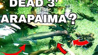 4k Truth about Bruiser the 3 foot Arapaima a True Monsterfish