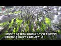 輝く群れ、大海原へ 北海道でシロザケ稚魚放流