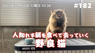 人知れず餌を食べて去っていく野良猫 #182