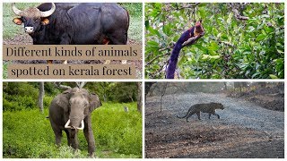 A TRIP TO SHENDURUNEY WILD LIFE SANCTUARYB EXPLORE JUNGLE STAY