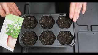 SEED STARTING Using Grocery Produce Containers - WCCGA