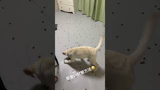 生後3ヶ月のラブラドールレトリバー🐕早食い対策にエサ撒き💨