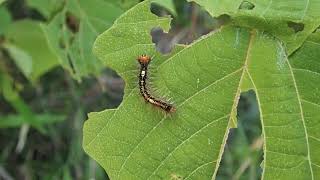 マイマイガ（Lymantria dispar）の幼虫