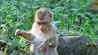 The most adorable and brilliant monkey ever