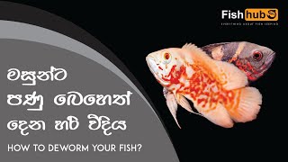 HOW TO: Deworm Your FISH | Sinhala |