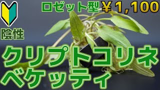 【水草紹介】水槽育成の中で最も適しているクリプトコリネの仲間。クリプトコリネ・ベケッティ【ふぶきテトラ】