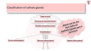 Epithelial glands part 3-  Salivary glands details