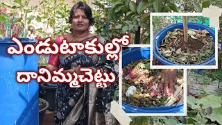 గ్రోబాగ్ లో వున్న దానిమ్మచెట్టుని డ్రమ్ లో  వేసిన ఎండుటాకుల్లో నాటుకున్నాను #gardening