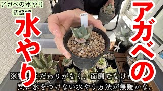 【水やり編】【上手な〆方】アガベをカッコヨク育てたい！【酸性雨】【初級〜上級】