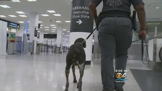 South Florida Airports Step Up Security Over EgyptAir Mystery