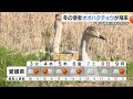 冬の使者「オオハクチョウ」２羽の“若鳥”西条市に飛来　田んぼで仲睦まじい姿「そっと見守って」【愛媛】 24 12 02 18 53