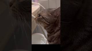 怒り猫水を飲むの巻　#アメショ　#Shorts