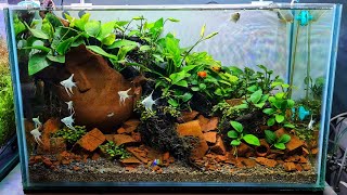 #265 Membuat Aquascape full Anubias dengan pot bunga pecah !!!