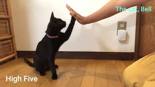 【ここまでできる！】保護猫とクリッカートレーニング