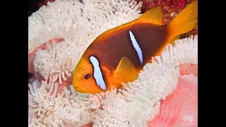 Bleached Anemones and The Devastating Effects on Anemonefish