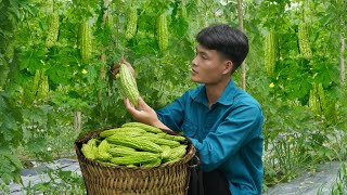 Harvesting bitter melon, Going to the market to sell, Cooking, Forest life