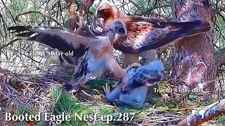 ep.287🦤Booted Eagle Nest／TODOS los Secretos Pollos Águila calzada @DIRECTO NATURA