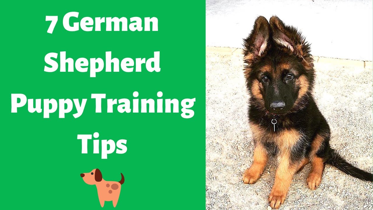 7 Best German Shepherd Puppy Training Tips | How To Train Your German ...