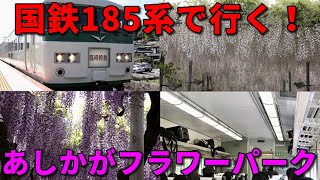 【185系】臨時特急あしかが大藤まつり号であしかがフラワーパーク行ってみた！