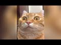 when god sends you a funny cat 😻 the funniest animals and pets 🤣