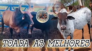 Toadas As melhores Vaqueiro Cavalo e Boi 🐂