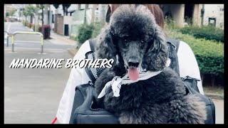 【犬用リュック】マンダリンブラザーズ Dog Cinematic【犬vlog】