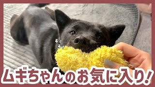 【甲斐犬】エビフライのぬいぐるみを咥えて飼い主を喜ばせようとしてくれる犬が可愛すぎる〜！